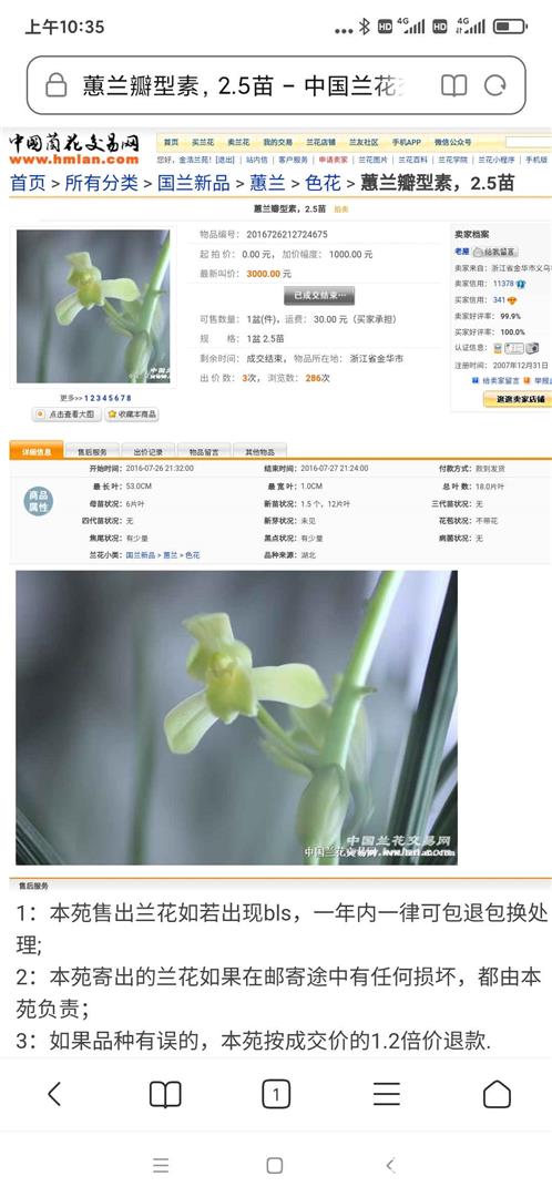 兰花最新价格揭秘，小巷深处的秘密花园