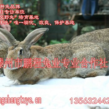 最新养兔科技产品介绍与养兔新技术