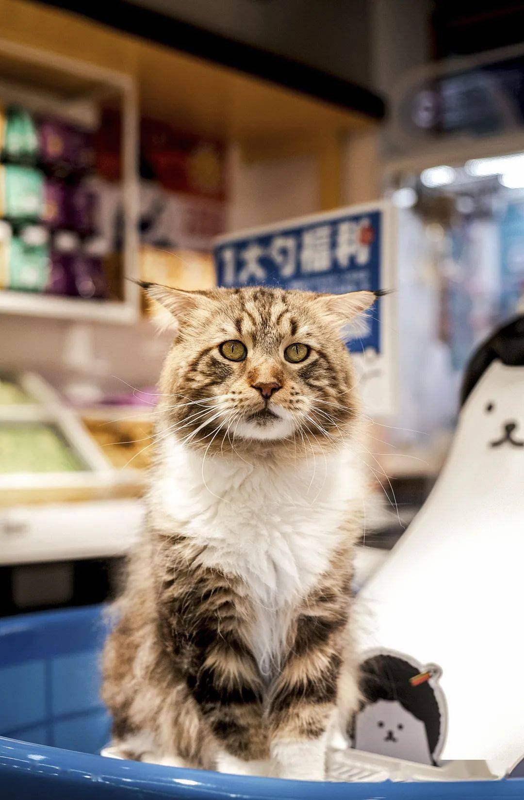 最新萌猫时尚潮流，令人心动的猫咪风尚