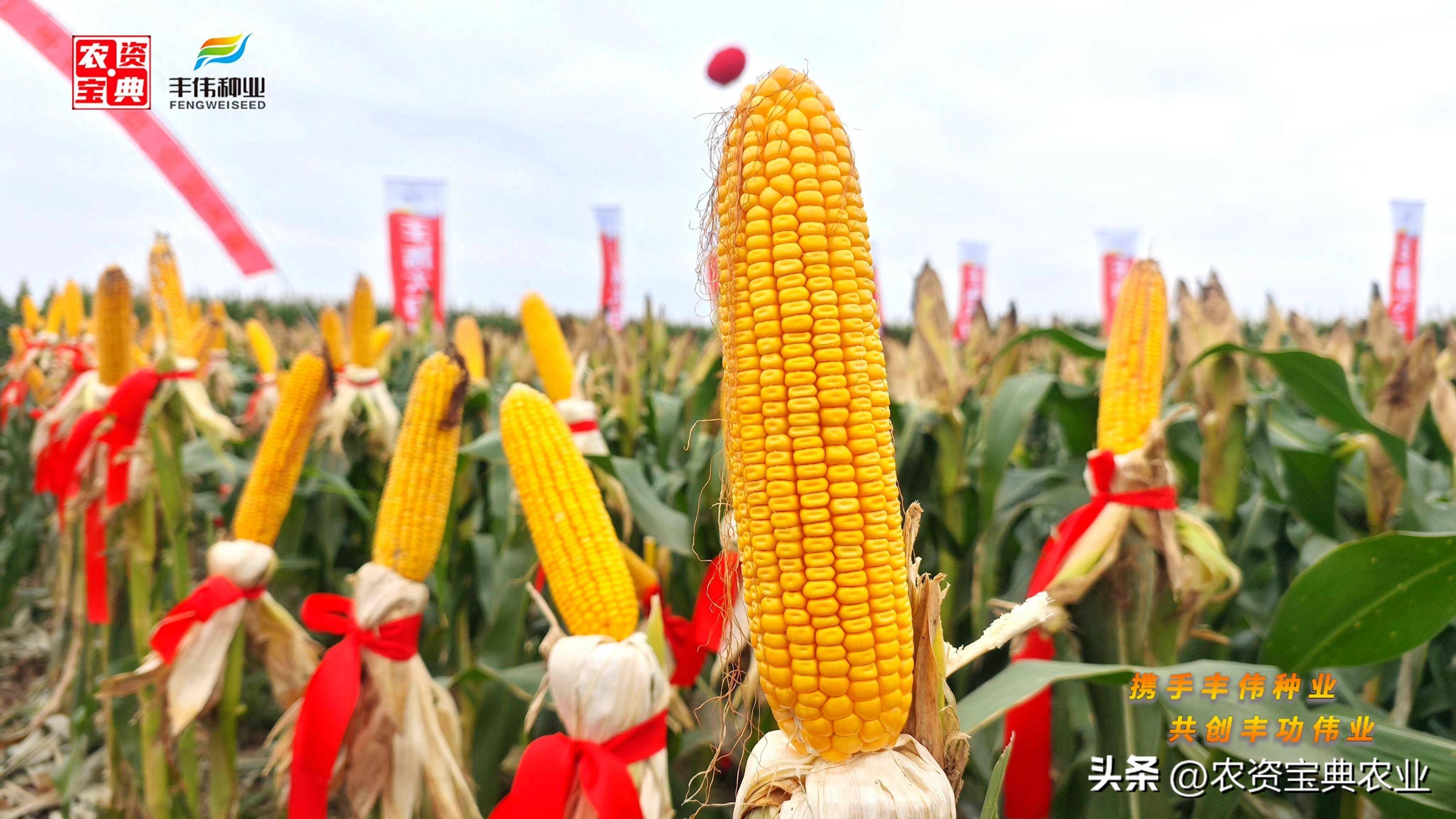 科技玉米新时代，最新玉米品种一览