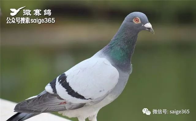 奇鸽最新版的蜕变之旅，自信与成就感的魔法书探索