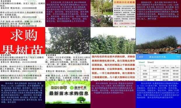 今日苗木求购信息详解与求购步骤指南